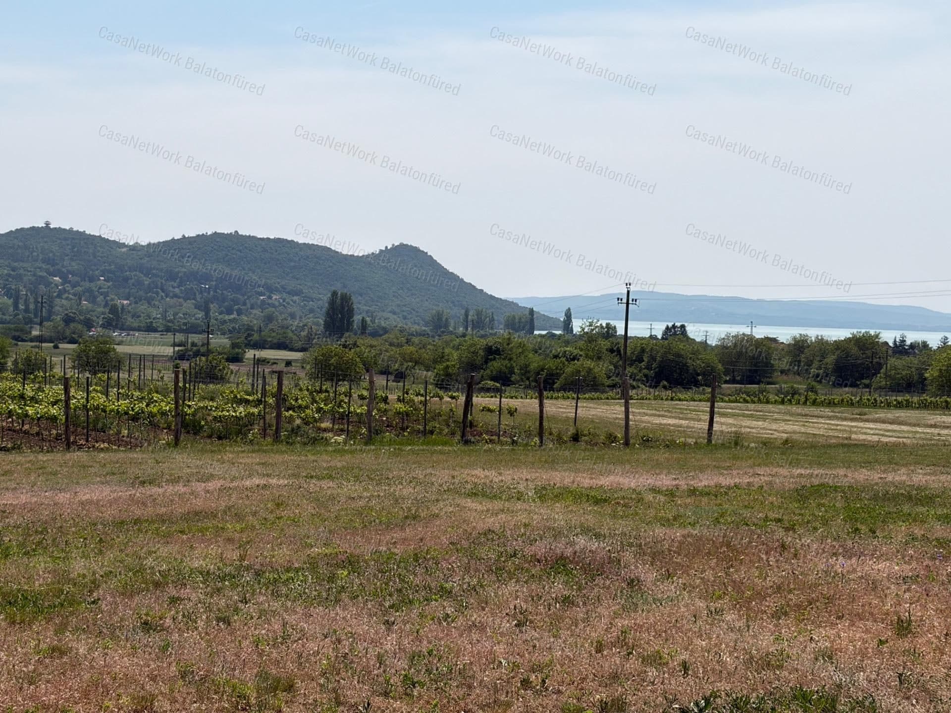 Panoramaweinberg zwischen Balatonfüred und Aszófő