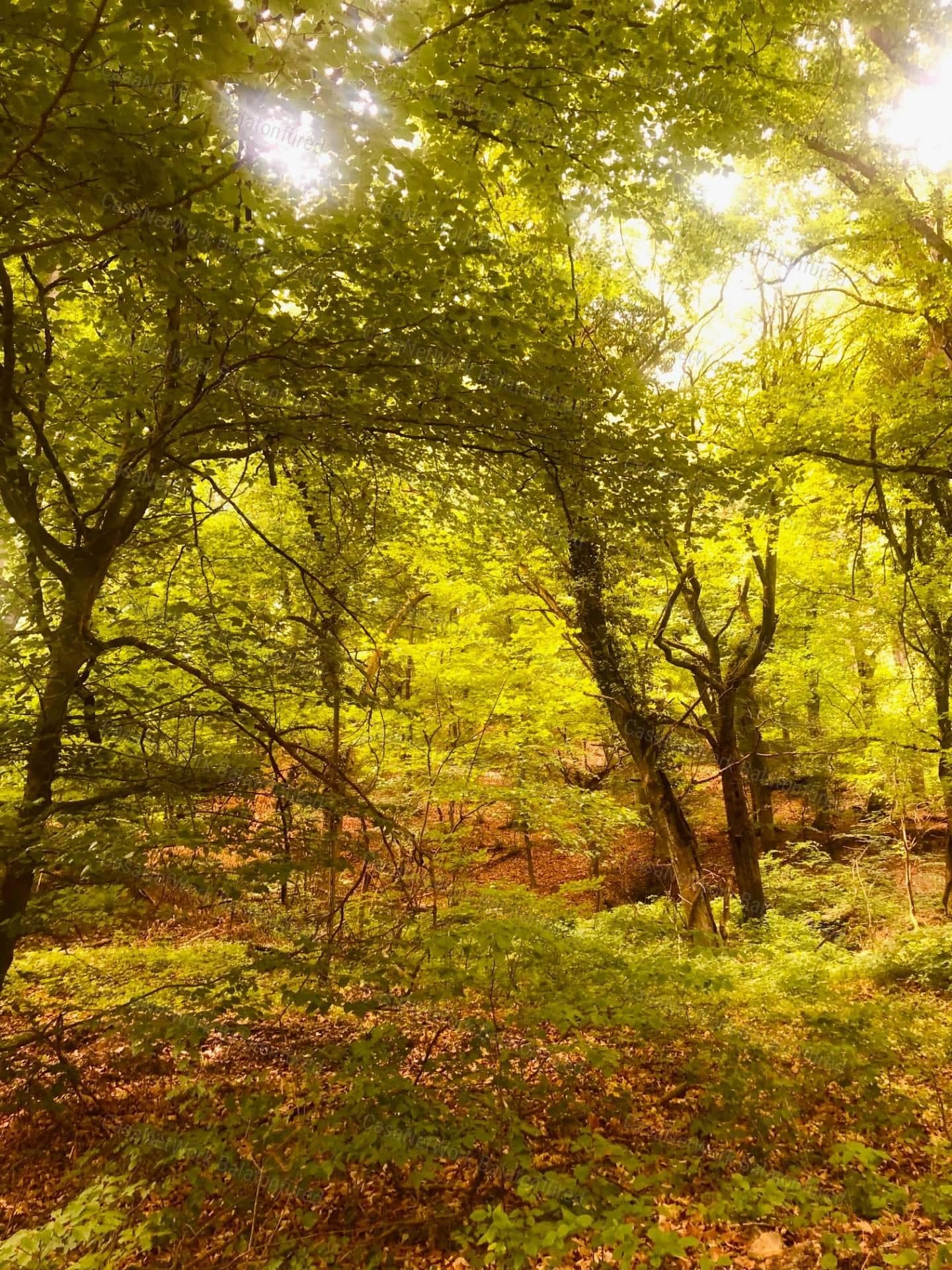 Waldgrundstück in Balatonhenyén